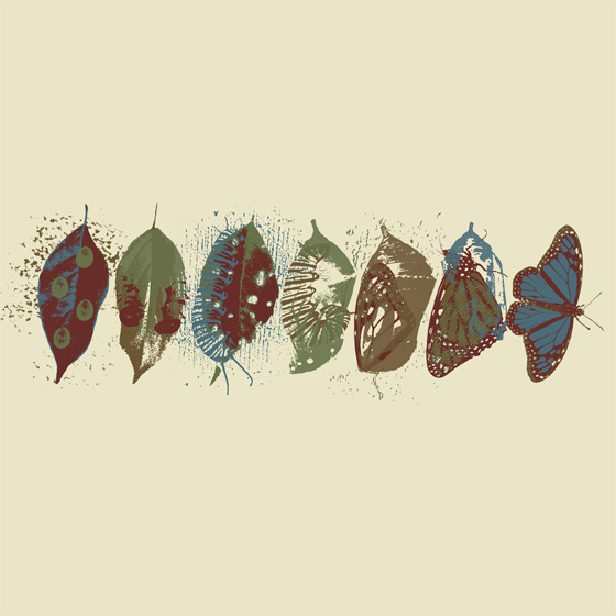 butterfly, metamorphosis