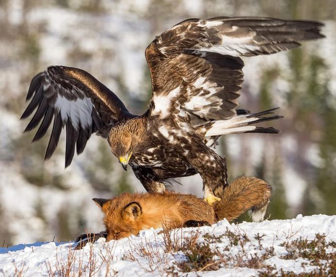 #bestbirdshots: Magnificent Bird Photography by Luigi Rotondaro