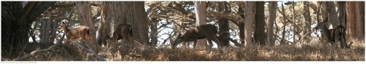 BigSur_1_9834_s.jpg (JPEG Image, 3030x533 pixels) #deer #big #doe #nature #pfeiffer #sur
