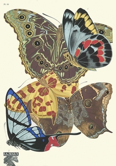 weetstraw.com - Insect Collages #insects