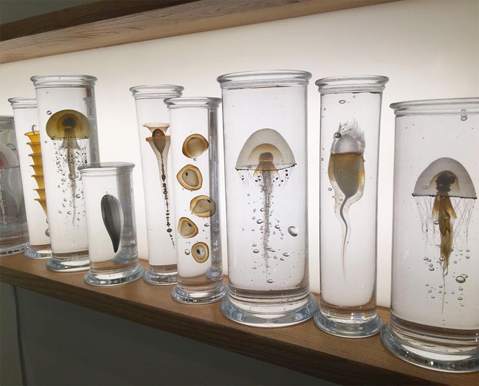 display, aquatic life, glass