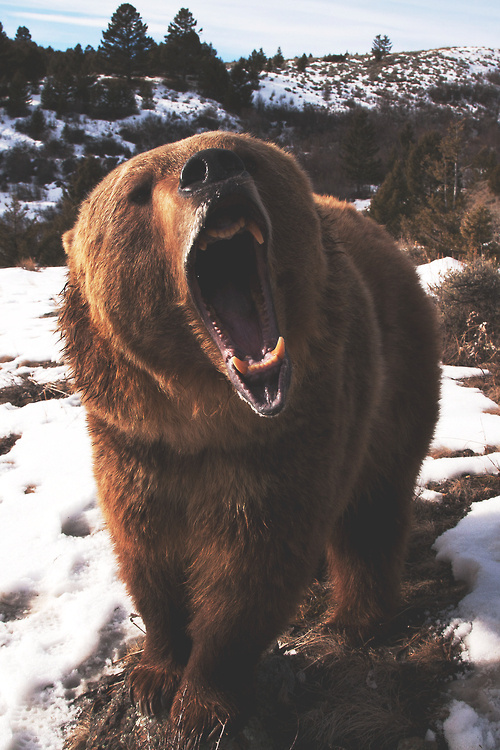 Sleepless Dreams #grizzly #teeth #roar #snow #photography #bear #animal
