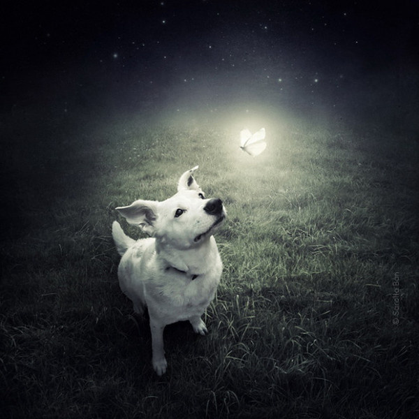 Sarolta Ban #inspiration #surreal #photography