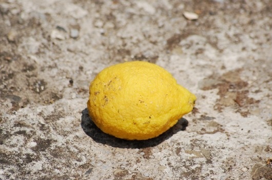 Lemon.png 660×439 pixels #chris #ground #hannah #fruit #photography #tuscany #lemon #italy