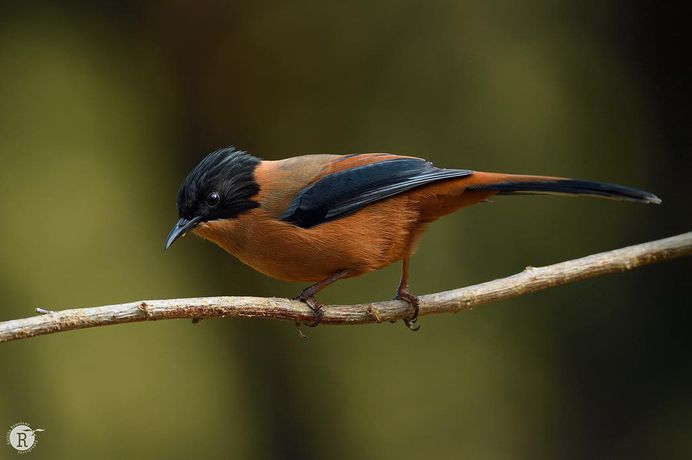 #birdsofinstagram: Beautiful Birds Photography by Rathika Ramasamy
