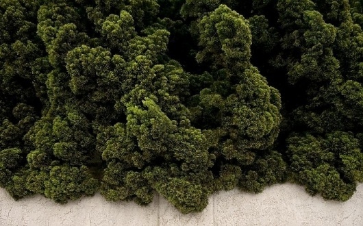 Growth. - Russian Carpet: Daily inspiration, trends, mood board. Architecture, art, design, fashion, photography. #inspiration #growth #board #russian #photography #carpet #mood #garden #trees