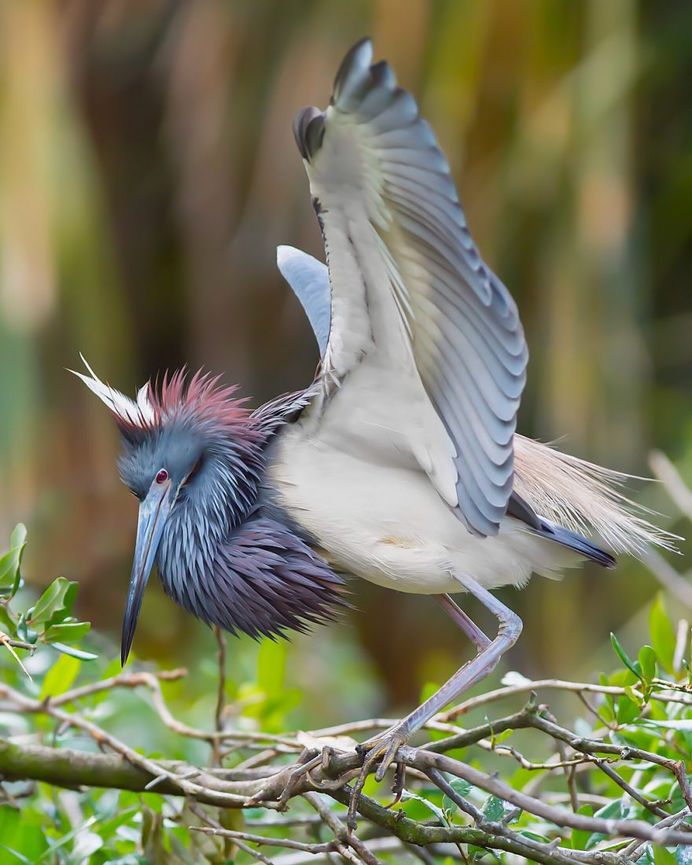 #birdsofinstagram: Fantastic Bird Photography by Jeffrey P Karnes