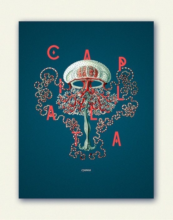 The Lion's Mane by Katherine Liu #creature #design #invertebrate #jellyfish #illustration #sea #transparent #underwater #typography
