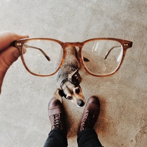 Likes | Tumblr #glasses #shoes #floor #man #dog
