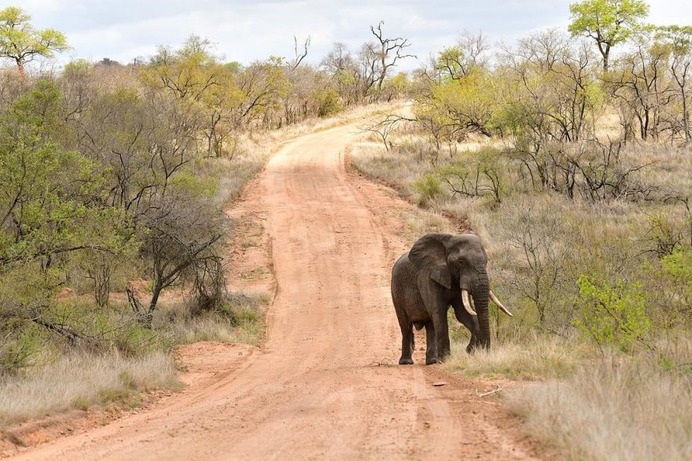 Astonishing Wild Animals Photography in Africa by Steven Dover