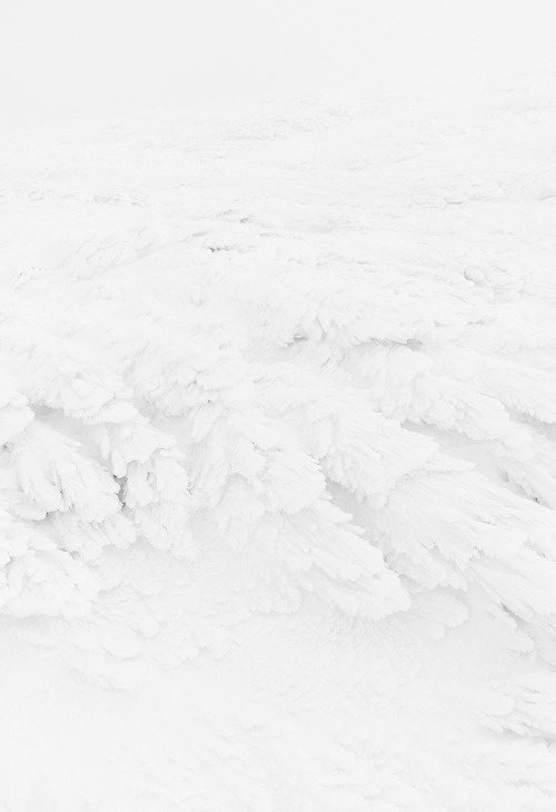 white #white