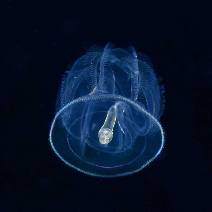 Photographer Ryo Minemizu Captures The Underwater World of Plankton