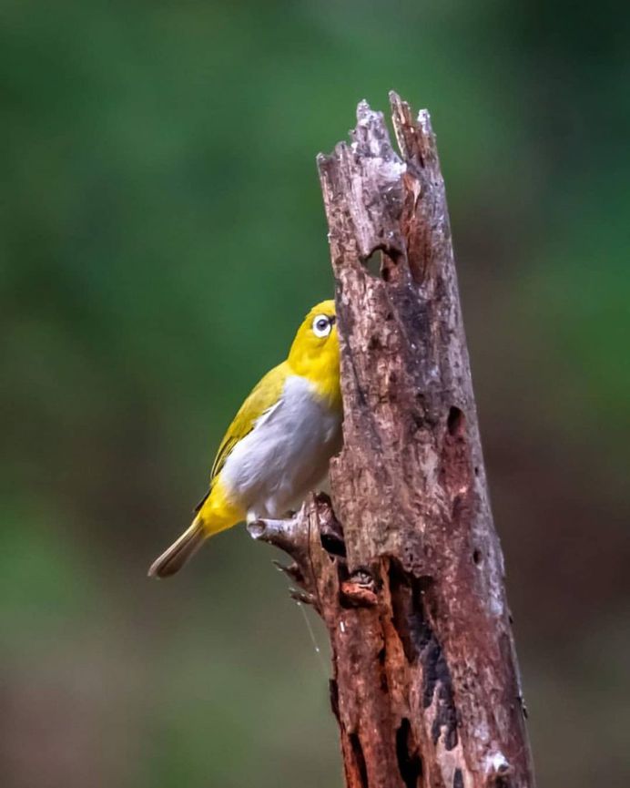 #indianbirds: Colorful Birds Photography by Balaji Krishnan