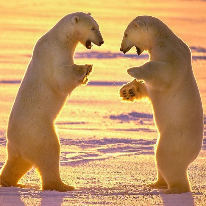 Paul Nicklen Documents The Ice and Wildlife of The Polar Regions