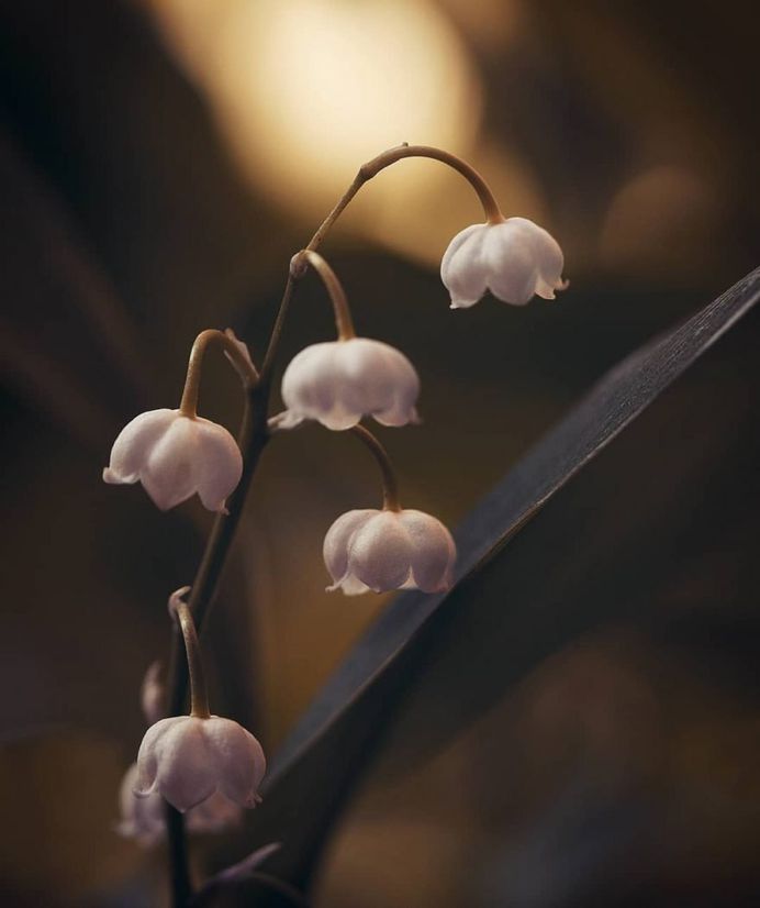 Perfectly bokeh bliss flower image by Darya