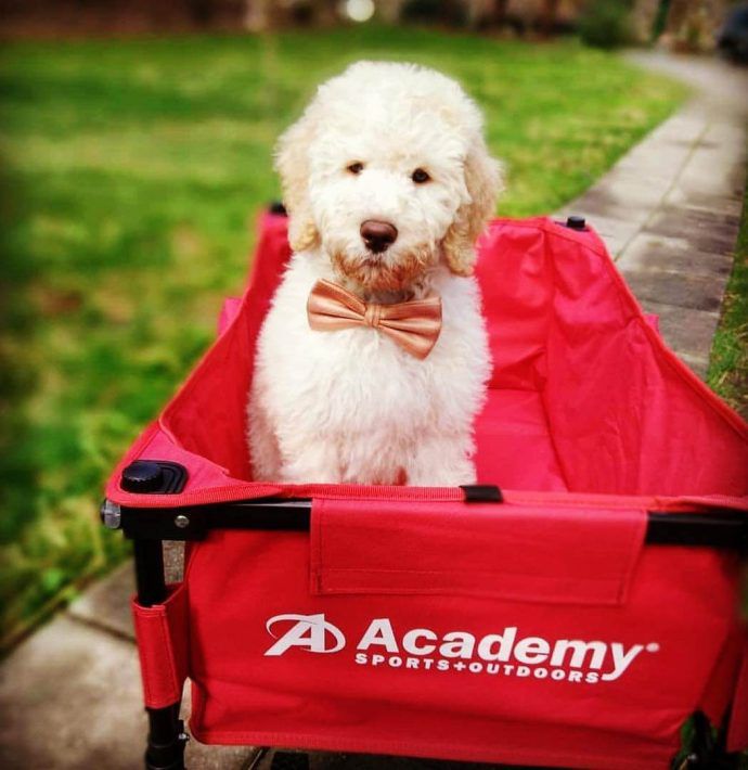 Most Dog Friendly Stores in America - Academy