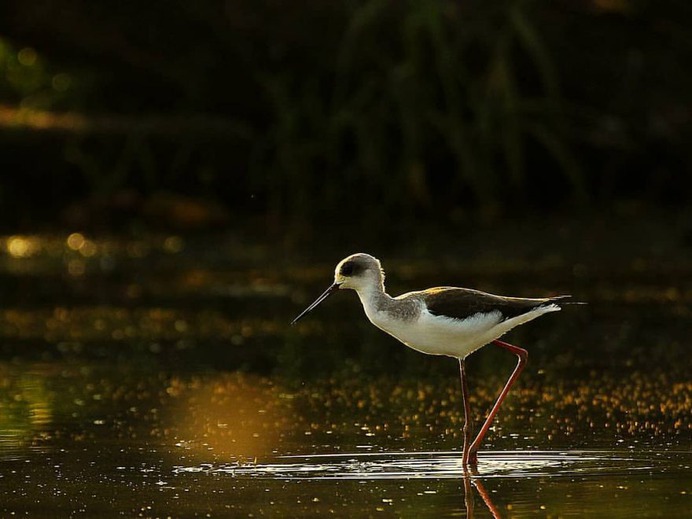 Birds of India: Beautiful Bird Photography by Raj Shelke