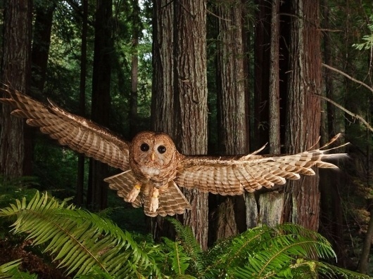 Northern Spotted Owl Photo, Redwood Forest Picture - National Geographic Photo of the Day #forest #photography #owl #damn