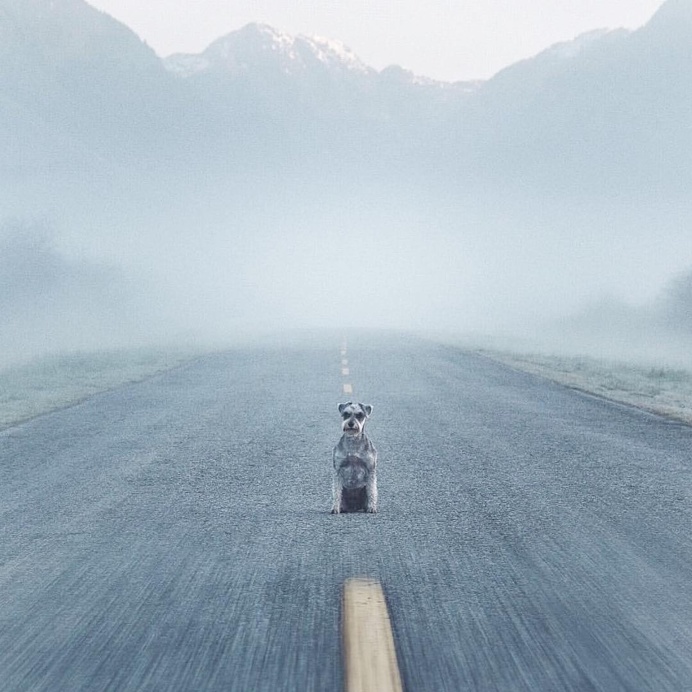 Minimal Pup Instagram Account: Tiny Pups in Big Places