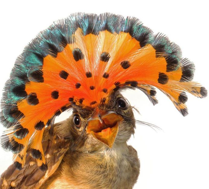 #birdstagram: Wonderful Bird Photography by Sean Graesser