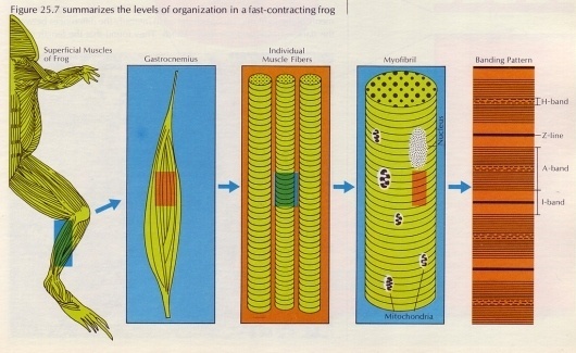 All sizes | Biology Today, Tom Lewis, frog muscle | Flickr - Photo Sharing! #muscle #anatomy #frog #illustration #textbook