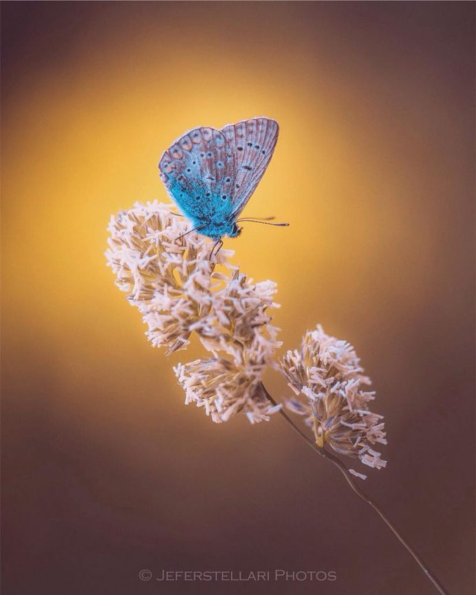 Beautiful Macro Flower Photography by Jeferson Silva Castellari