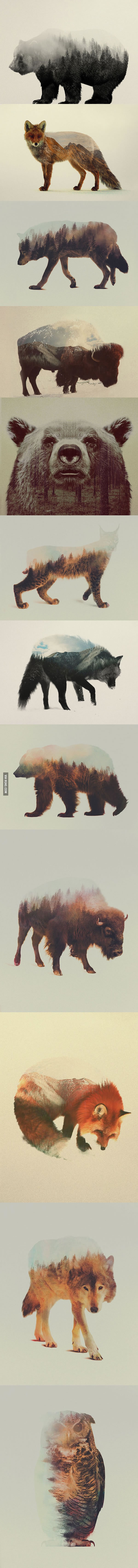 Double Exposure Portraits of Animals Reflecting Their Habitat by Andreas Lie