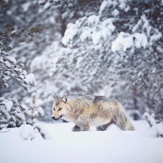 Wildlife Finland: Wild Gray Wolfs, Wolverine and Birds by Niko Pekonen
