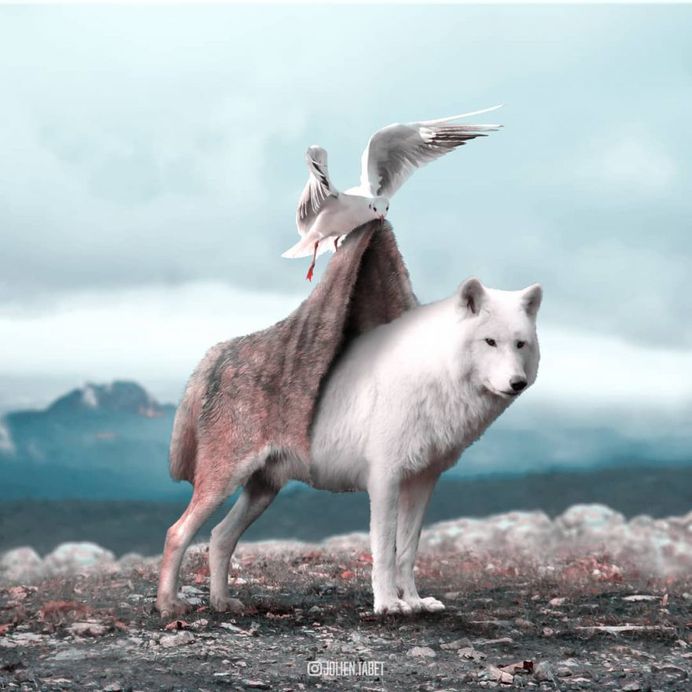 Dreamlike Animals: Whimsical Photo Manipulations by Julien Tabet