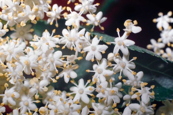 Meghan Markle's Having An Elderflower Wedding Cake, But What Does That Taste Like, Exactly?