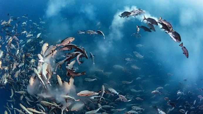 Snapper party by Tony Wu