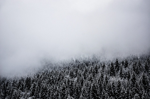 Fog. on Behance #fog #georgia #misty #minimal #forest #winter