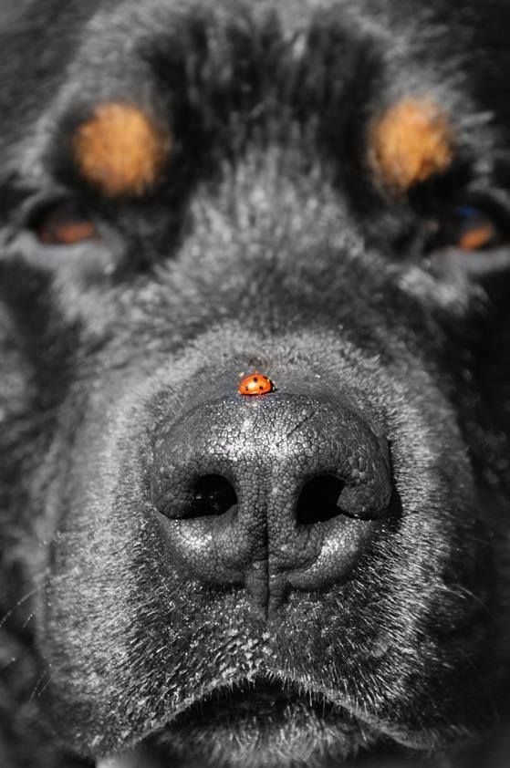 maya47000: Don't move! #nose #patience #rottweiler #insect #photography #ladybird #animal #dog