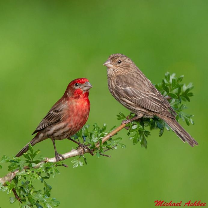 #eye_spy_birds: Stunning Birds Photography by Mike Ashbee