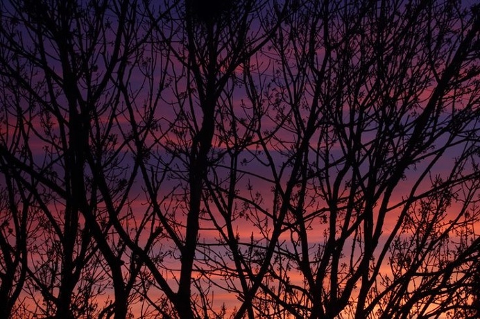 #tree #purple #sunset #siluet #photo