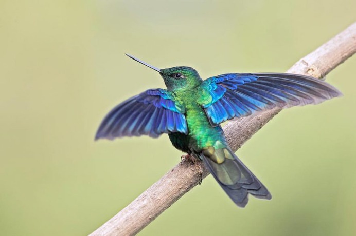 #your_best_birds: Beautiful Birds of India by Thirumoorti Ra
