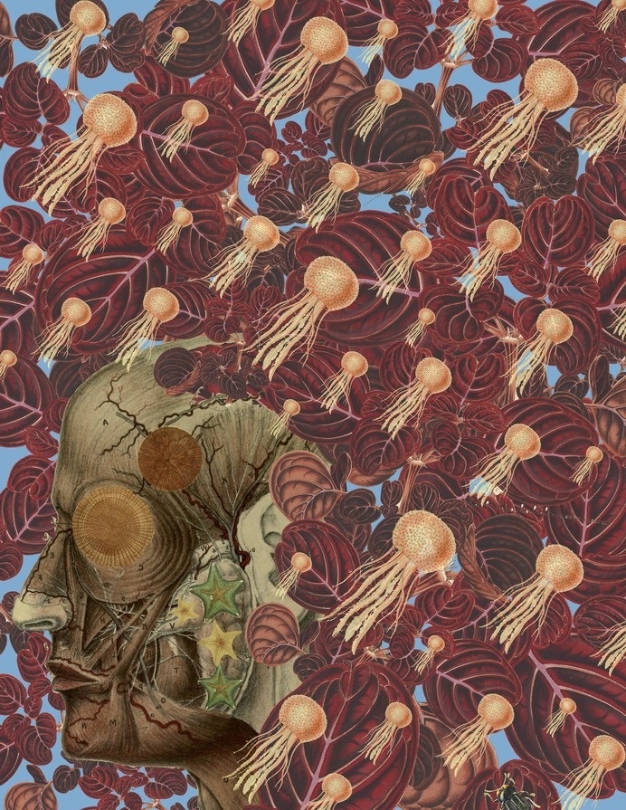 "just keep swimming" anatomical collage by bedelgeuse #bedelgeuse #collage #anatomy #art