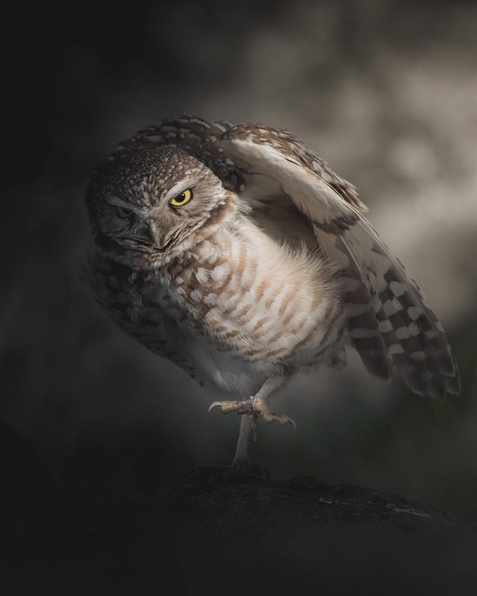 Magical Pictures of Owls: Bird Photography by Daniel J Nevares