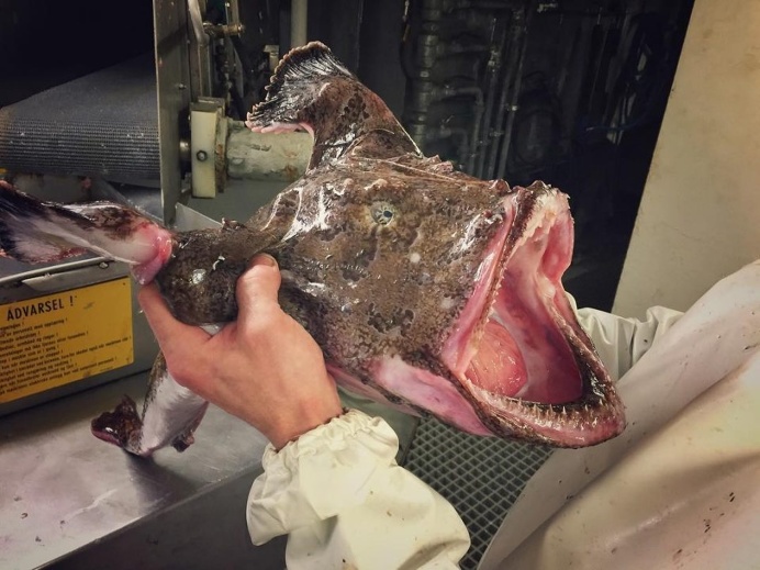 Russian Deep-Sea Fisherman Roman Fedortsov Photographs His Terrifying Catches