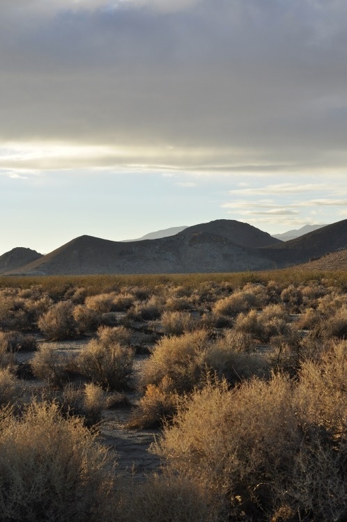 Mojave Desert, November 2014. #mountain #scrub #sky #adventure #range #landscape #mojave #open #brush #stillness #sunset #view #desert #beauty