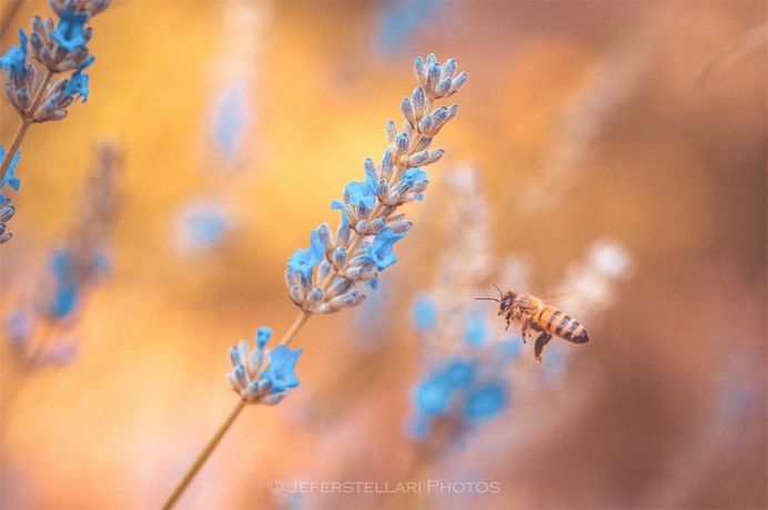Beautiful Macro Flower Photography by Jeferson Silva Castellari