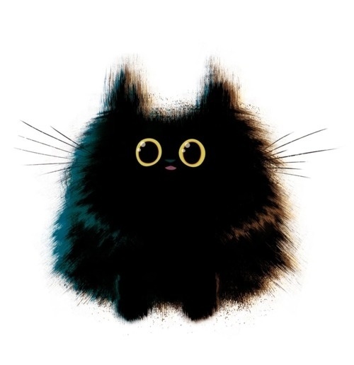 Meowoodle #meowoodle #fat #kitten #cat