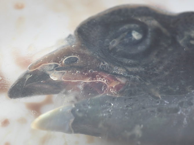 Marco Illuminati, Under Glass #photopgraphy #art #still-life #animals