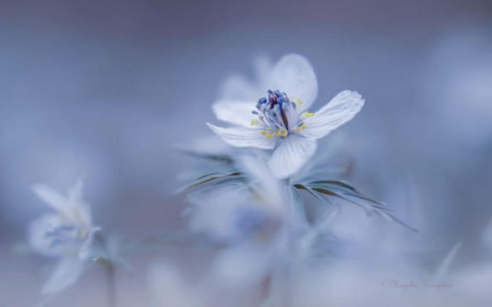 Beautiful Macro Flower Photography by Miyako Koumura