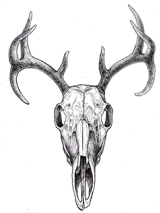 Deer Skull