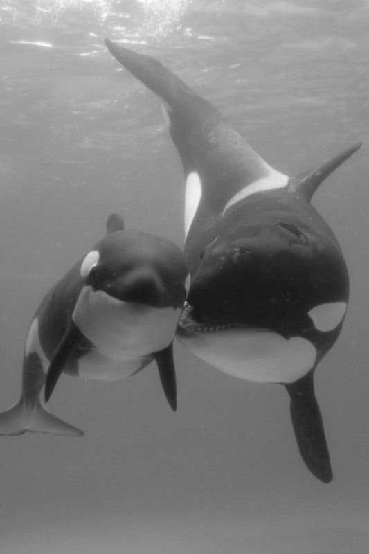 Heartwarming Photos of Animals Showing True Love Knows No Bounds