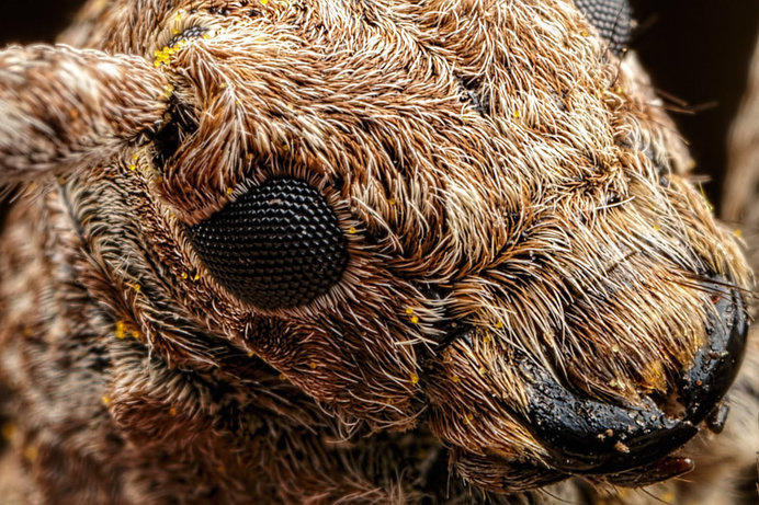 Incredible close-up Macro Photography of Insects by Dalentech #macro photography #insects photography #animal photography