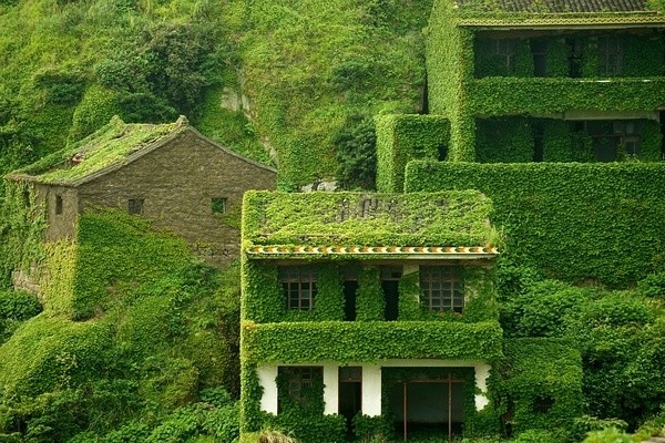 #house #green #nature
