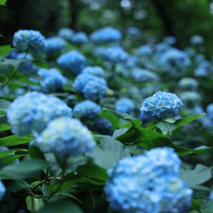 Beautiful Japanese Flowers Photos by Kaori Tanimoto