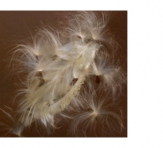 James P. Morse - Mystical Naturalism #blow #photography #light